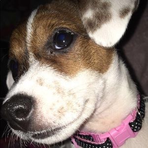 Meet your Posher, Bella